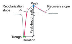 ../_images/1d_waveform_features.png